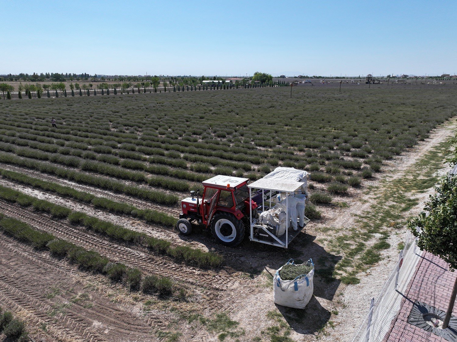 Türkiye’nin en büyük Lavanta Bahçesi’nde hasat zamanı