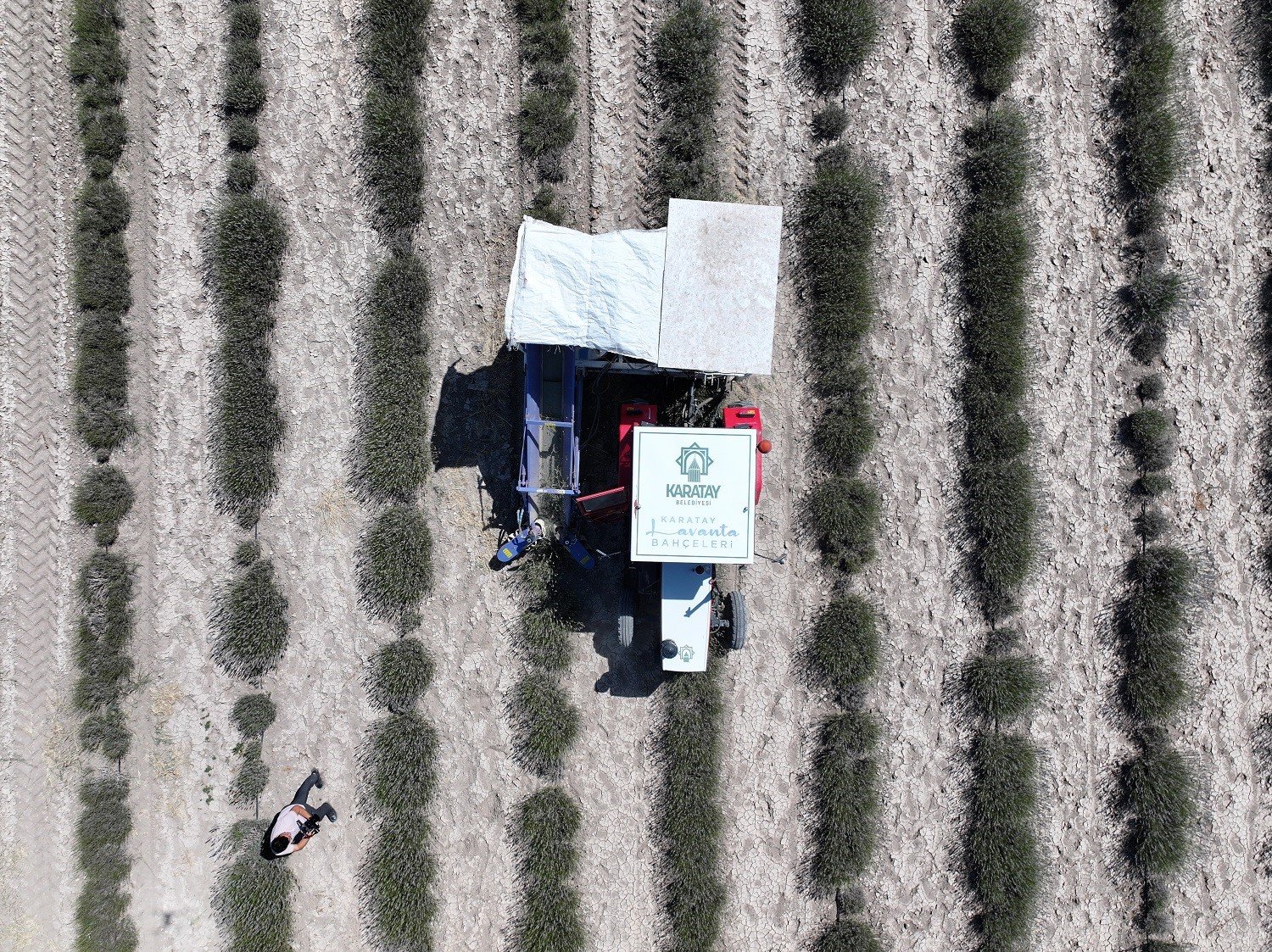 Türkiye’nin en büyük Lavanta Bahçesi’nde hasat zamanı