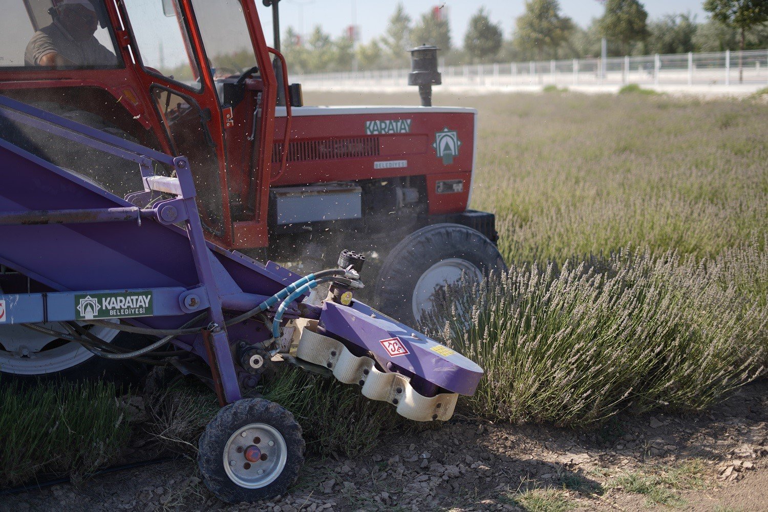 Türkiye’nin en büyük Lavanta Bahçesi’nde hasat zamanı